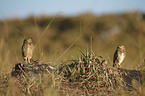 burrowing owls