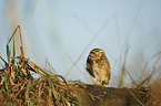 burrowing owl