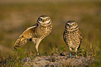 burrowing owls