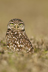 burrowing owl