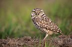 burrowing owl