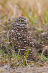 burrowing owl