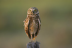 Burrowing Owl