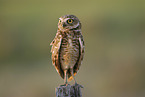 Burrowing Owl