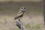 burrowing owl