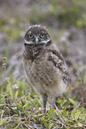 burrowing owl