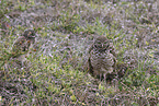 burrowing owl