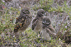 burrowing owl