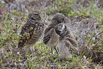 burrowing owl