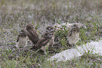 burrowing owl