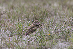 burrowing owl