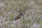 burrowing owl