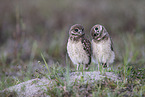 burrowing owl