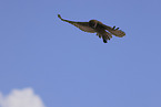 burrowing owl