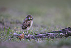 burrowing owl