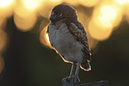 burrowing owl