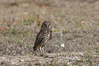 burrowing owl