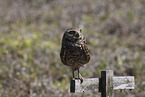 burrowing owl