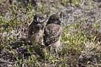 burrowing owl