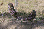 burrowing owl