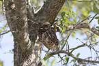 burrowing owl