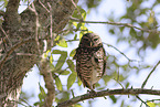 burrowing owl