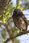 burrowing owl