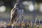 burrowing owl