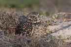 burrowing owl