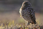 burrowing owl