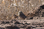 burrowing owl