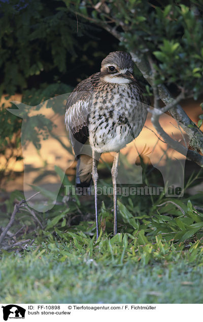 Langschwanztriel / bush stone-curlew / FF-10898