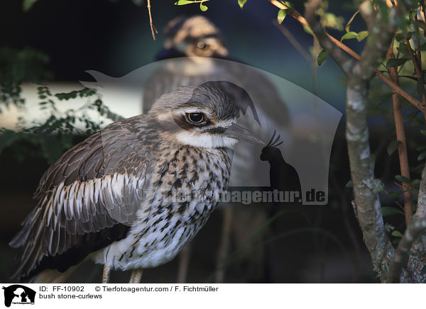 Langschwanztriele / bush stone-curlews / FF-10902