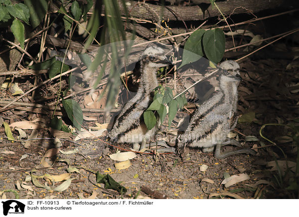 bush stone-curlews / FF-10913