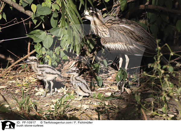 bush stone-curlews / FF-10917