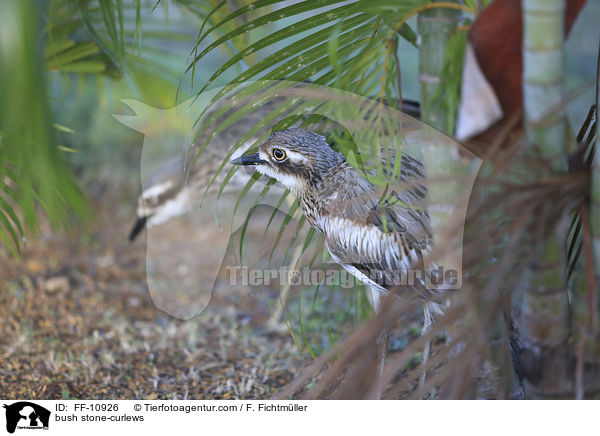 bush stone-curlews / FF-10926