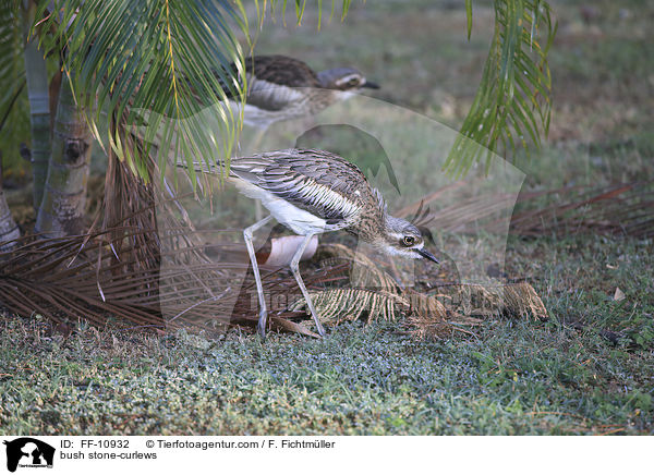 bush stone-curlews / FF-10932