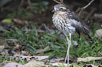 bush stone-curlew