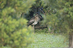 bush stone-curlew