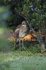 bush stone-curlew