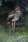 bush stone-curlews