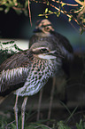 bush stone-curlews