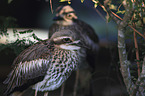 bush stone-curlews