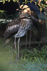 bush stone-curlews