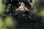 bush stone-curlews