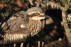 bush stone-curlew