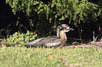 bush stone-curlew