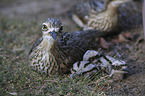 bush stone-curlews