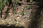 bush stone-curlews