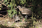 bush stone-curlews